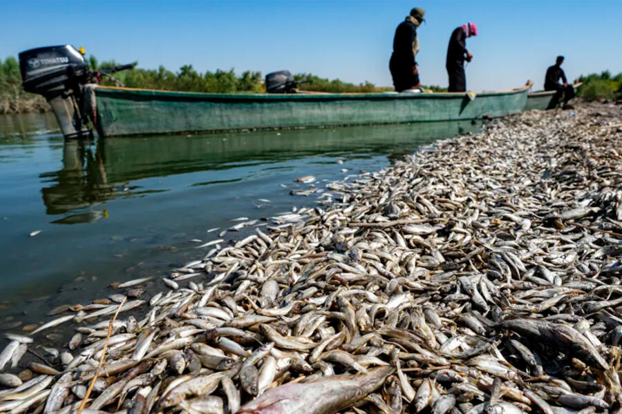 Miles de peces muertos flotan en la orilla del río Amshan. Foto: Asaad Niazi, AFP.