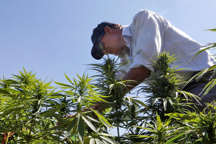 Especialista libanés examinando cannabis Yammouneh, al oeste de Baalbek, Líbano. (AFP)