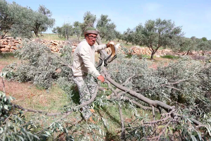 Agricultores palestinos inspeccionan el daño causado a sus olivos talados por colonos israelíes Foto: Anadolu.