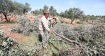 Agricultores palestinos inspeccionan el daño causado a sus olivos talados por colonos israelíes Foto: Anadolu.