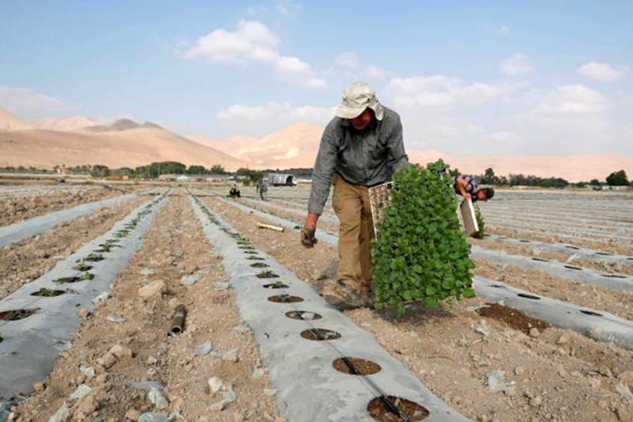 Un agricultor palestino planta plántulas de berenjena en el valle del Jordán en la Cisjordania ocupada por Israel el 11 de septiembre de 2019.