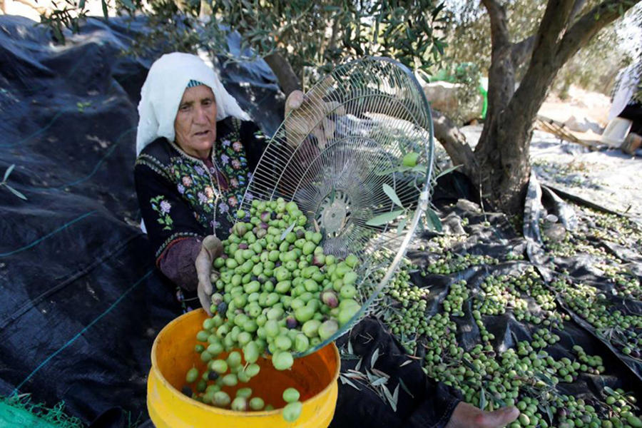 Los palestinos cosecharán aceitunas, pero cautelosos de los colonos, aquí está el por qué