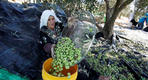 Los palestinos cosecharán aceitunas, pero cautelosos de los colonos, aquí está el por qué