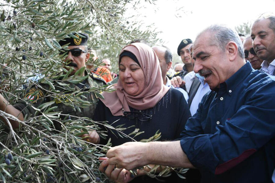 El primer ministro Mohammad Shtayyeh recogiendo aceitunas con agricultores en Salfit. Foto: WAFA.