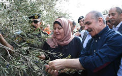 El primer ministro Mohammad Shtayyeh recogiendo aceitunas con agricultores en Salfit. Foto: WAFA.