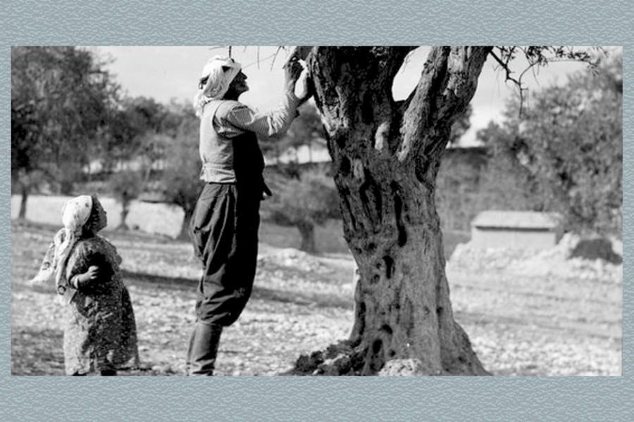 Poda de olivos en Palestina (foto tomada entre 1934 y 1939).
