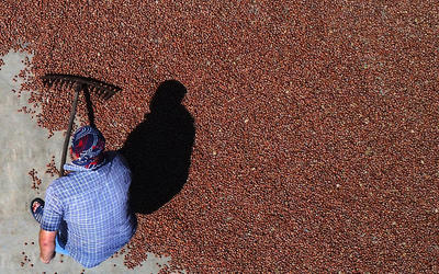 Las avellanas se secan en Akçakoca en la costa del mar Negro del norte de Turquía, donde se cultiva alrededor del 70 por ciento del suministro mundial (Foto: Omer Urer /Anadolu Agency vía Getty Images) Las avellanas se secan en Akçakoca en la costa del mar Negro del norte de Turquía, donde se cultiva alrededor del 70 por ciento del suministro mundial (Foto: Omer Urer /Anadolu Agency vía Getty Images)