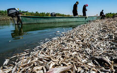 Miles de peces muertos flotan en la orilla del río Amshan. Foto: Asaad Niazi, AFP.