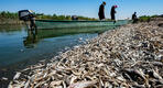 Miles de peces muertos flotan en la orilla del río Amshan. Foto: Asaad Niazi, AFP.