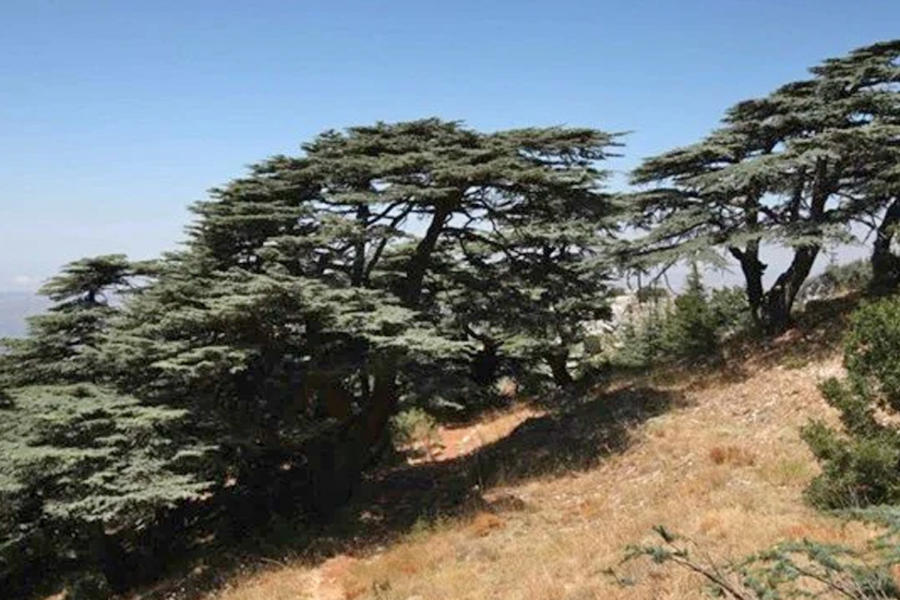 Cedros en la reserva forestal de Chouf. (Mahmoud Kheir).