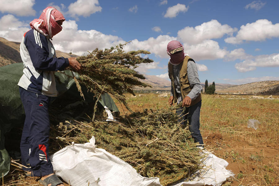Líbano se prepara para la legalización del cultivo de cannabis