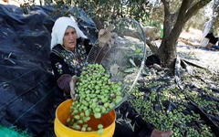 Los palestinos cosecharán aceitunas, pero cautelosos de los colonos, aquí está el por qué