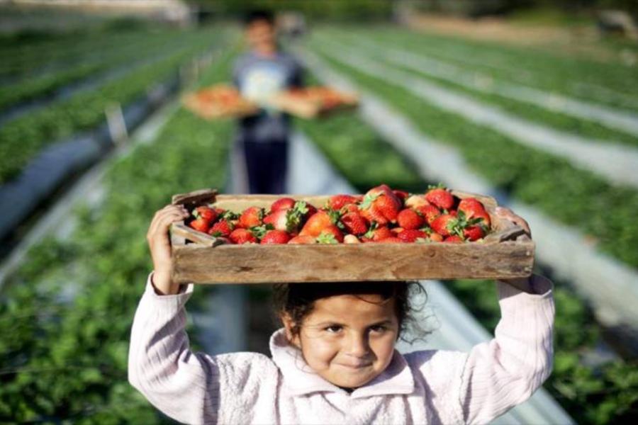 Palestina lanza su primera Estrategia de Exportación Nacional