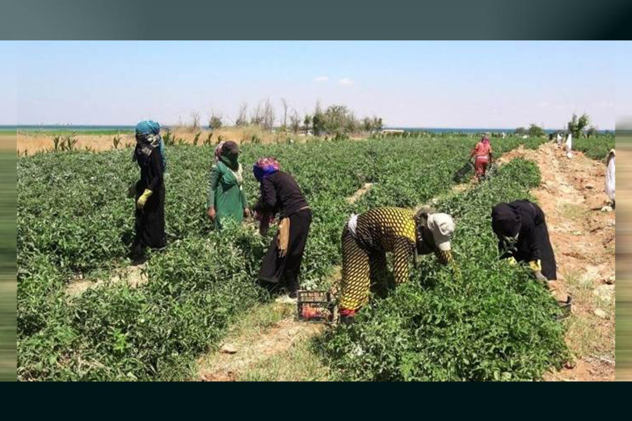 Agricultura y mercado interno: defensa siria frente al bloqueo
