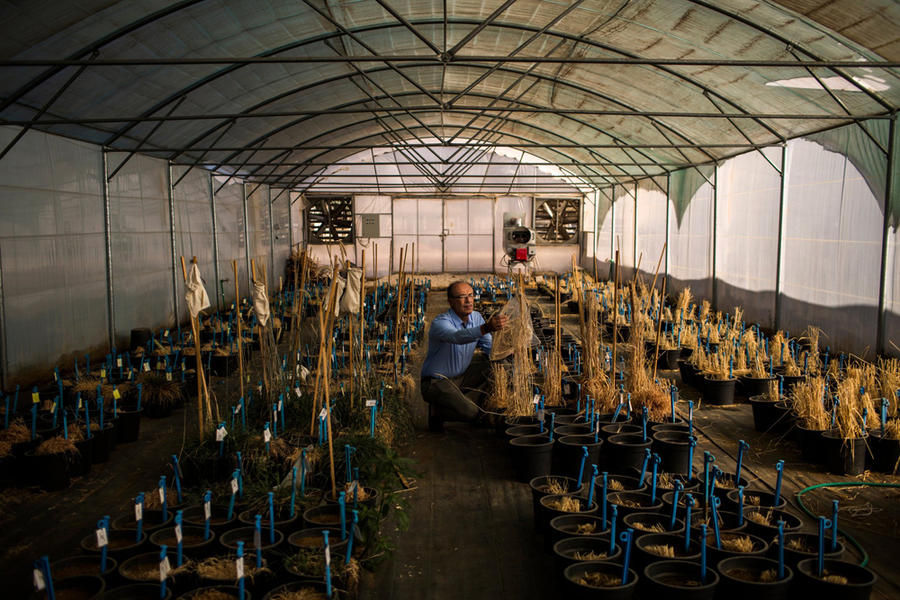 Alí Shehadeh, conservacionista de plantas sirio, trabajando en Terbol, Líbano (Imagen Diego Ibarra Sanchez / New York Times). 