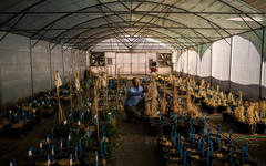 Alí Shehadeh, conservacionista de plantas sirio, trabajando en Terbol, Líbano (Imagen Diego Ibarra Sanchez / New York Times). 