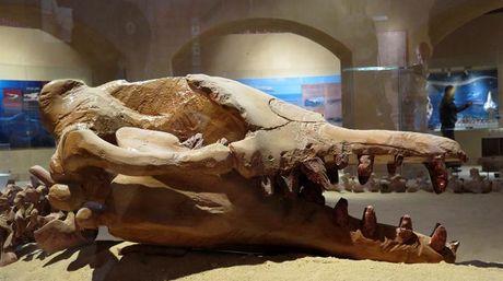 MUSEO