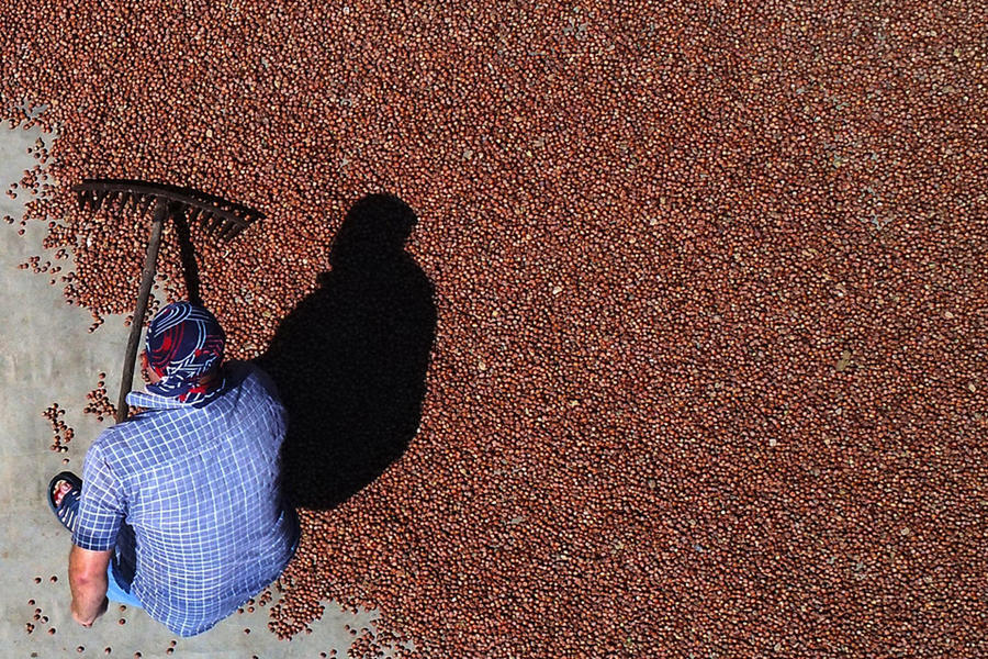 Las avellanas se secan en Akçakoca en la costa del mar Negro del norte de Turquía, donde se cultiva alrededor del 70 por ciento del suministro mundial (Foto: Omer Urer /Anadolu Agency vía Getty Images)