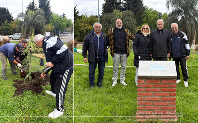 Nuevos cedros en la Plazoleta Club Sirio Libanés